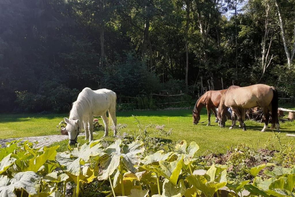 Poggenhagen Urlaub Mitten In Der Natur Neustadt am Rubenberge Bagian luar foto