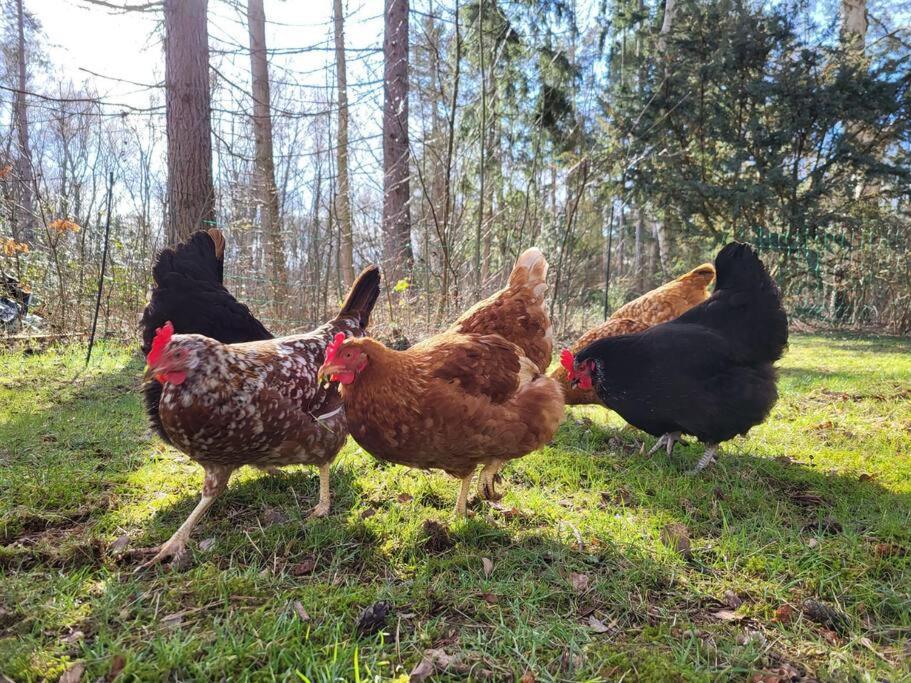 Poggenhagen Urlaub Mitten In Der Natur Neustadt am Rubenberge Bagian luar foto